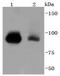 Signal Transducer And Activator Of Transcription 5B antibody, A00681, Boster Biological Technology, Western Blot image 