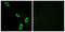 Adrenoceptor Alpha 1B antibody, LS-C120552, Lifespan Biosciences, Immunofluorescence image 