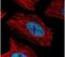 Actinin Alpha 4 antibody, PA5-27475, Invitrogen Antibodies, Immunofluorescence image 