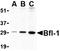 BCL2 Related Protein A1 antibody, orb74741, Biorbyt, Western Blot image 