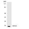 Sorting Nexin 3 antibody, LS-C200710, Lifespan Biosciences, Western Blot image 