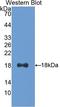 Interferon Gamma antibody, LS-C294762, Lifespan Biosciences, Western Blot image 