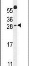 PYM Homolog 1, Exon Junction Complex Associated Factor antibody, PA5-24202, Invitrogen Antibodies, Western Blot image 