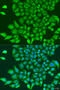 Tubulin Gamma Complex Associated Protein 3 antibody, 19-362, ProSci, Immunofluorescence image 