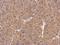 Formin Like 1 antibody, LS-C186263, Lifespan Biosciences, Immunohistochemistry frozen image 