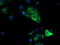 Haptoglobin antibody, LS-C115704, Lifespan Biosciences, Immunofluorescence image 