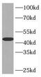 Inositol Polyphosphate-5-Phosphatase A antibody, FNab04326, FineTest, Western Blot image 