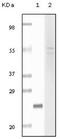 Fibulin 5 antibody, NB110-60494, Novus Biologicals, Western Blot image 