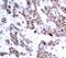 Myocyte Enhancer Factor 2A antibody, MBS128388, MyBioSource, Immunohistochemistry frozen image 