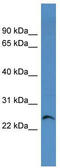 Calcium Voltage-Gated Channel Auxiliary Subunit Gamma 1 antibody, TA338366, Origene, Western Blot image 