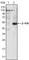 Janus Kinase 3 antibody, abx011029, Abbexa, Western Blot image 