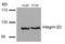 Integrin Subunit Beta 3 antibody, 79-602, ProSci, Western Blot image 