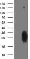 Phosphoglycerate Mutase 2 antibody, LS-C173237, Lifespan Biosciences, Western Blot image 