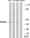 F2R Like Thrombin Or Trypsin Receptor 3 antibody, abx015524, Abbexa, Western Blot image 