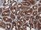 MYD88 Innate Immune Signal Transduction Adaptor antibody, NBP2-03369, Novus Biologicals, Immunohistochemistry frozen image 