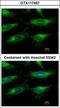 Nicotinamide Phosphoribosyltransferase antibody, GTX117467, GeneTex, Immunofluorescence image 