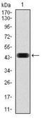 NCK Adaptor Protein 1 antibody, NBP2-37490, Novus Biologicals, Western Blot image 