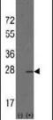 hAG-2 antibody, PA5-13270, Invitrogen Antibodies, Western Blot image 