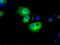 Histone deacetylase 10 antibody, TA500760, Origene, Immunofluorescence image 