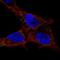 G Protein-Coupled Receptor 137C antibody, HPA003640, Atlas Antibodies, Immunocytochemistry image 