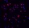 Interleukin 11 antibody, 8453, ProSci Inc, Immunofluorescence image 
