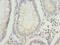 Family With Sequence Similarity 3 Member B antibody, LS-C395844, Lifespan Biosciences, Immunohistochemistry frozen image 