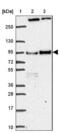 Dishevelled Segment Polarity Protein 3 antibody, NBP2-38846, Novus Biologicals, Western Blot image 