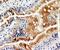 Minichromosome Maintenance Complex Component 6 antibody, PA1769, Boster Biological Technology, Immunohistochemistry frozen image 