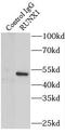 RUNX Family Transcription Factor 1 antibody, FNab07533, FineTest, Immunoprecipitation image 