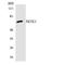 NADPH Oxidase 1 antibody, LS-C200276, Lifespan Biosciences, Western Blot image 