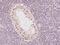 Nuclear Receptor Subfamily 1 Group H Member 2 antibody, 203294-T08, Sino Biological, Immunohistochemistry frozen image 