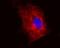 Tubulin Beta 1 Class VI antibody, NB120-7792, Novus Biologicals, Immunocytochemistry image 