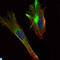 CREB Regulated Transcription Coactivator 2 antibody, LS-C812793, Lifespan Biosciences, Immunofluorescence image 