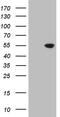 Cyclin Dependent Kinase Like 2 antibody, CF805599, Origene, Western Blot image 