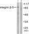 ITGB5 antibody, abx013115, Abbexa, Western Blot image 