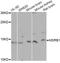 Methionine Sulfoxide Reductase B1 antibody, A6737, ABclonal Technology, Western Blot image 