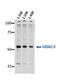 Histone Deacetylase 3 antibody, orb76643, Biorbyt, Western Blot image 