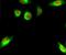 Heat Shock Protein 90 Alpha Family Class B Member 1 antibody, A01692S226, Boster Biological Technology, Immunofluorescence image 