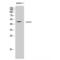 CADM4 antibody, LS-C384073, Lifespan Biosciences, Western Blot image 