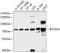 Butyrophilin Subfamily 2 Member A1 antibody, A05333, Boster Biological Technology, Western Blot image 