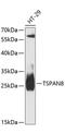 Tetraspanin-8 antibody, 14-879, ProSci, Western Blot image 