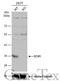 Enoyl-CoA Hydratase 1 antibody, GTX103552, GeneTex, Western Blot image 