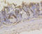 ASH2 Like, Histone Lysine Methyltransferase Complex Subunit antibody, 13-970, ProSci, Immunohistochemistry paraffin image 