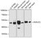 Protein O-Fucosyltransferase 2 antibody, 14-323, ProSci, Western Blot image 