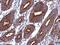 Protein cTAGE-2 antibody, NBP2-14921, Novus Biologicals, Immunohistochemistry frozen image 