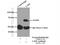 Ladinin 1 antibody, 16136-1-AP, Proteintech Group, Immunoprecipitation image 