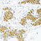 Fibronectin 1 antibody, A00564, Boster Biological Technology, Immunohistochemistry frozen image 