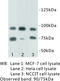 SUZ12 Polycomb Repressive Complex 2 Subunit antibody, MBS355179, MyBioSource, Western Blot image 