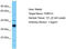 Tudor Domain Containing 12 antibody, TA332195, Origene, Western Blot image 