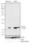 Histone Cluster 4 H4 antibody, 720087, Invitrogen Antibodies, Western Blot image 